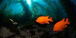 மீன்கள் ஒற்றுமையும் காதல் உணர்வும் நிறைந்தவை