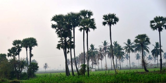 feb_11_8831_palm_reflections