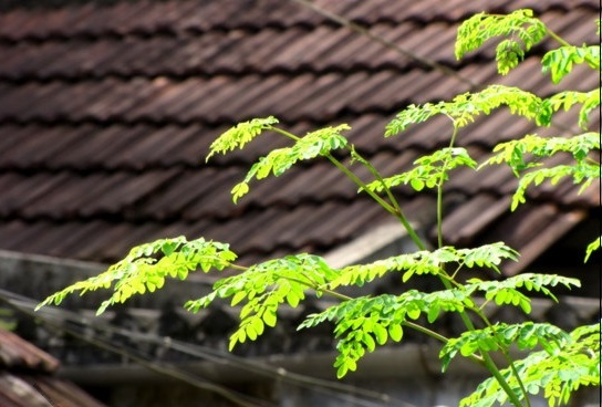 4253261618_a0e708f73c_o